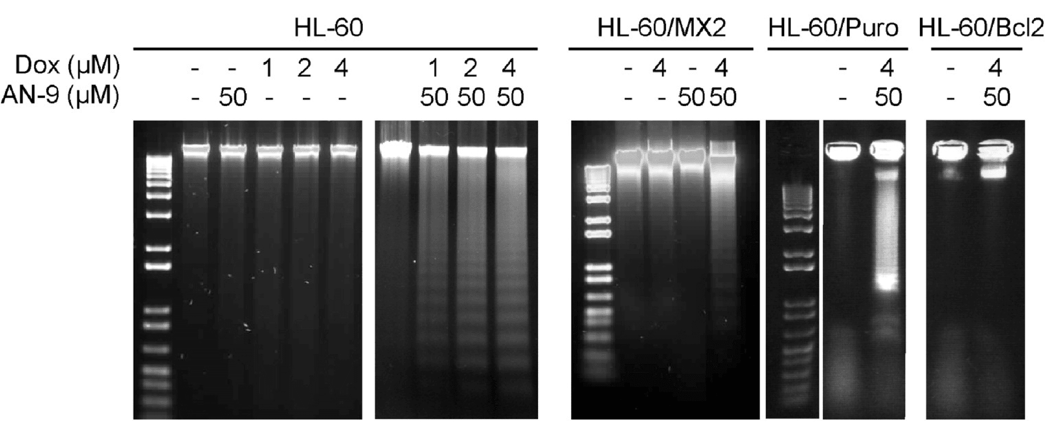 Doxorubicin induced cleavage of double stranded DNA in different cancer cell lines (<em>Cancer Res.</em>, <strong>2006</strong>).